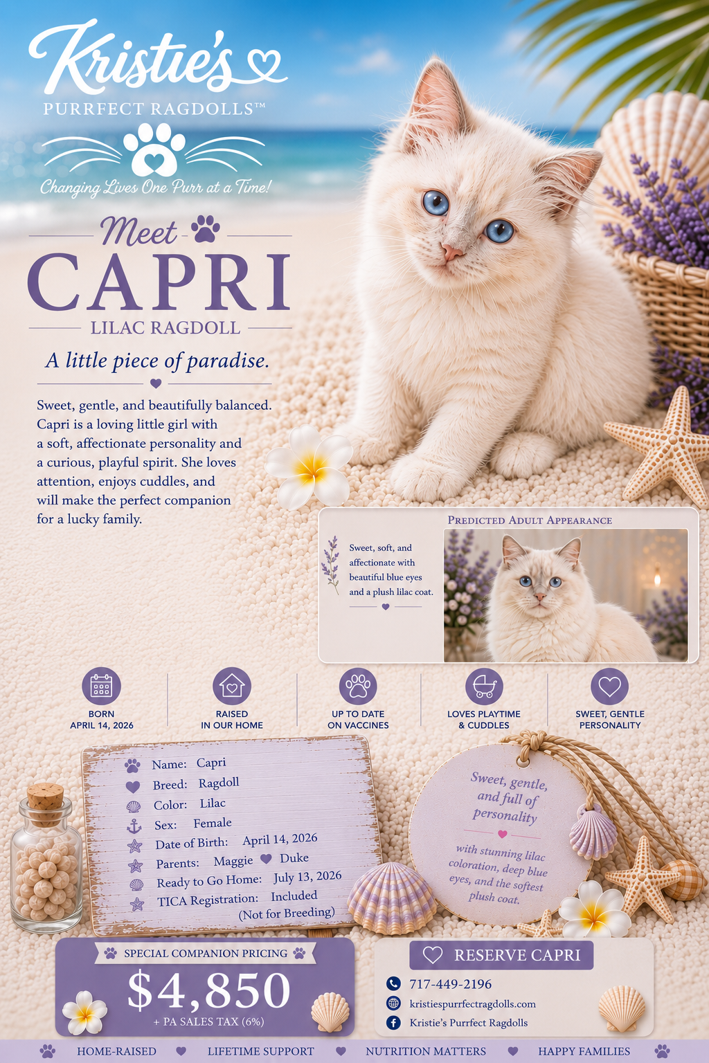 Capri — Lilac Point Ragdoll Kitten