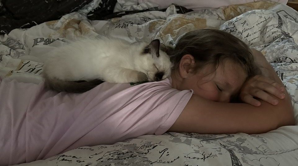 Ragdoll Breeders For Sale in Pennsylvania | Kristie's Purrfect Ragdolls