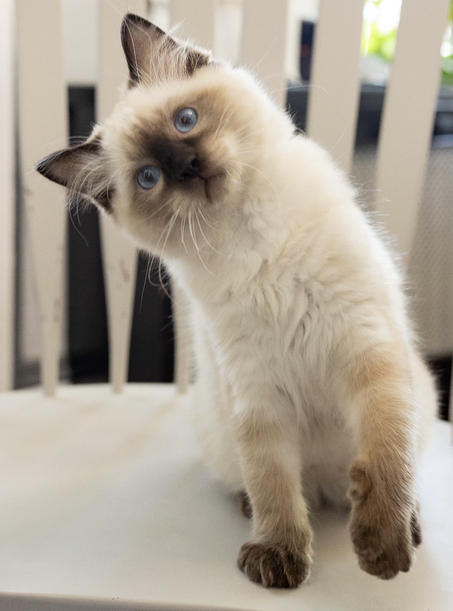 Pawsitively Ragdolls Kristie's Purrfect Ragdolls | Ethical Pennsylvania Ragdoll Breeder