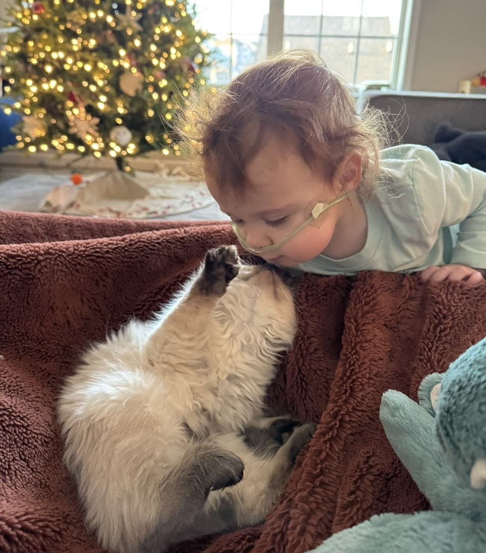 Ragdoll Breeders For Sale in Pennsylvania | Kristie's Purrfect Ragdolls